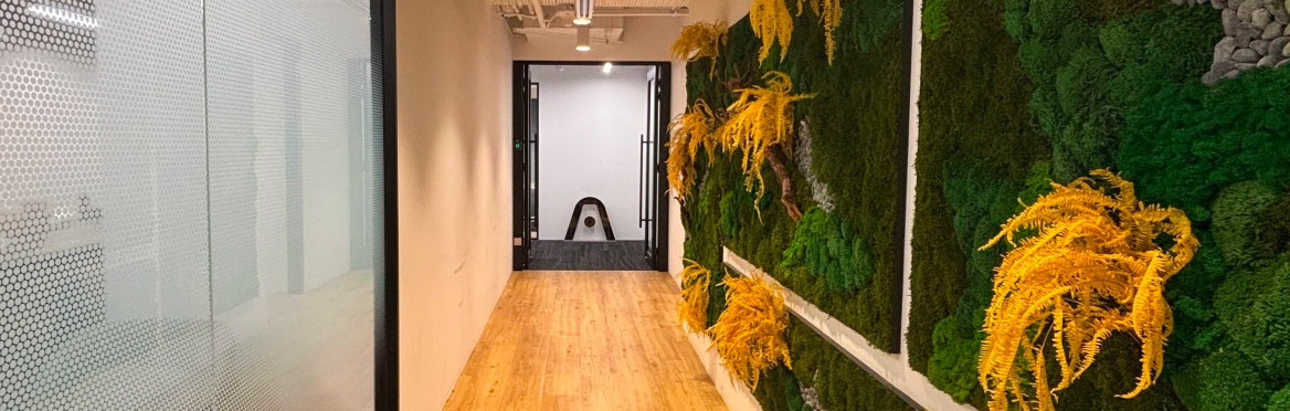A modern office hallway featuring a green moss wall with yellow plants, leading to a room with the Plaud logo.
